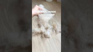 Как избавиться от сильной линьки? Выбрать правильную расческу! Шампунь экспресс-линька #WW408830
