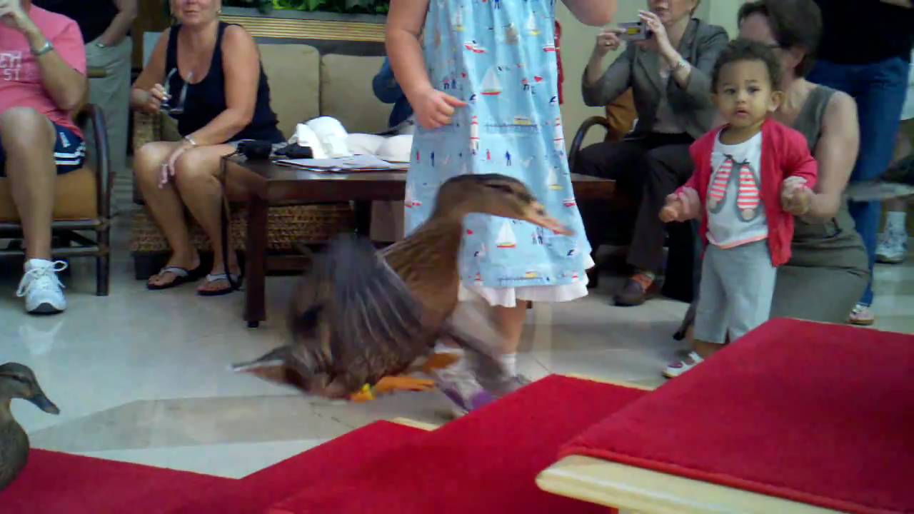 Duck Parade The Peabody Ducks Parade - YouTube