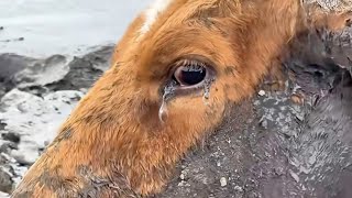 The Old Cow Was Terrified and Trapped — But When She Was Saved, She Cried…