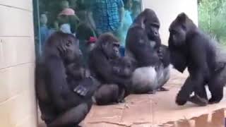 Apes like humans