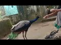 മയിലപ്പൻ്റെ സ്നേഹവും അമ്മയുടെ കരുതലും❤️😌 peacock #nature#india keral#youtube #vlog #god #love #