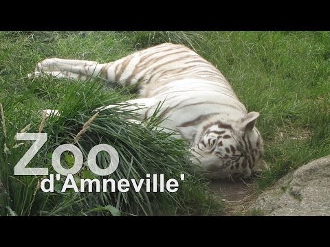 Zoo d' Amneville`in Frankreich mit weiße Tiger, Papageien,  Orang Utas, Eisbär -TOP!