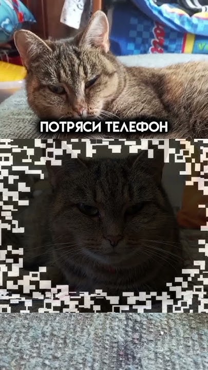 потряси телефон) #мягкие_лапки #cat #подпишись #funny #subscribe # ...