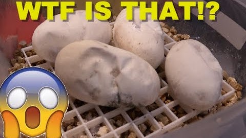 Triple Het Clutch Cutting! This Cant Be Good!!!