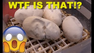 Famous Triple Het Clutch Cutting! This Cant Be Good!!! Net Worth