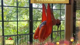 Yoga Fly / Aerial yoga : King Butterfly pose โยคะฟลาย ท่าราชาแห่งผีเสื้อ