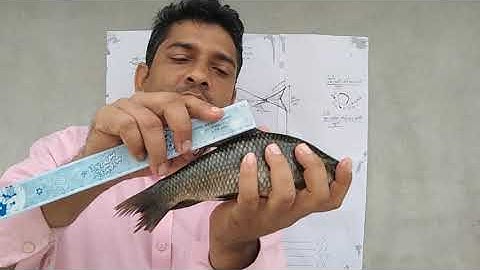 Biology Assignment : 04 for HSC 2021(6th Week) , Directive Class on Labeo rohita Fish .