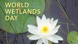 World Wetlands Day