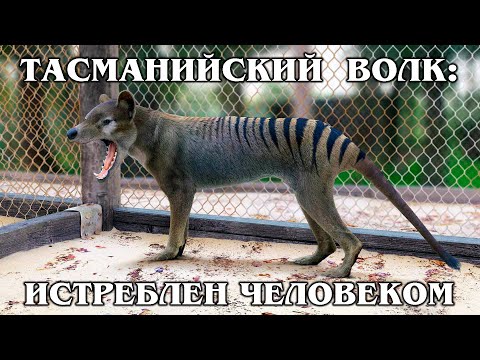 СУМЧАТЫЙ ВОЛК: Тасманийский "тигр" исчез из-за людей и собаки Динго | Интересные факты про животных