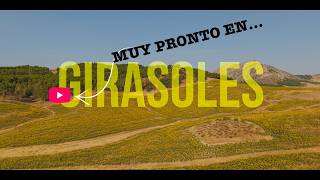 Un MAR de girasoles brutal en Málaga  ?