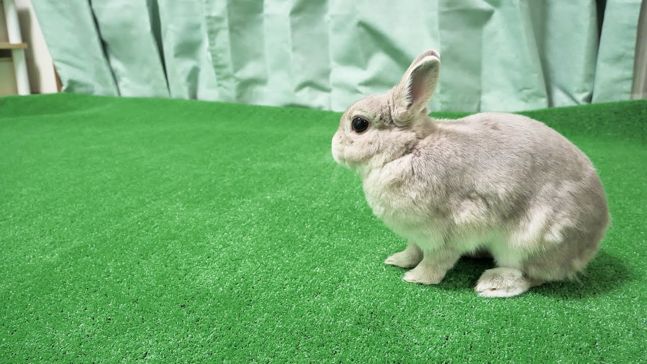お外で遊んだことのないうさぎさんの為に部屋の床を”芝生”に張り替えたら、いままで抑えられていたウサギの真の力が発現した