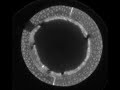 (Blurry) CT Scans of Papyrus, in Bamboo, Before and After Carbonization