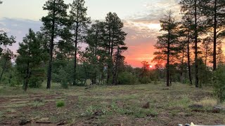 ARCHERY DEER HUNT ARIZONA UNIT 6A PART ONE