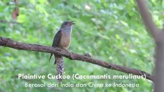 mitos burung kedasih.. emprit ganthil.. cuckoo