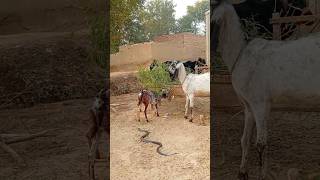 indian snake in Animals|| village snake in india cobras