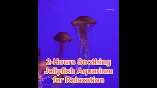 Soothing Jellyfish Aquarium for Relaxation - Sleep Relax Meditation Music 2 Hours Screensaver by Tourism Zone 113 views 1 year ago 1 hour, 59 minutes