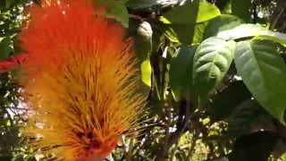 Combretum aubletii ( Monkey Brush )