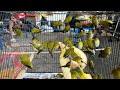 OBRAL BURUNG MENJELANG IDUL ADHA - BURUNG PLECI GUNCAR - GLATIK - CIBLEK - TRUCUK - JALAK - SRDC DLL