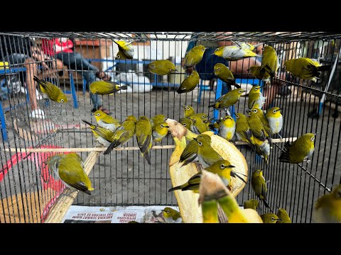 OBRAL SEPESIAL MENJELANG IDUL ADHA - PLECI GUNCAR - GLATIK - CIBLEK - TRUCUK - JALAK - SRDC DLL