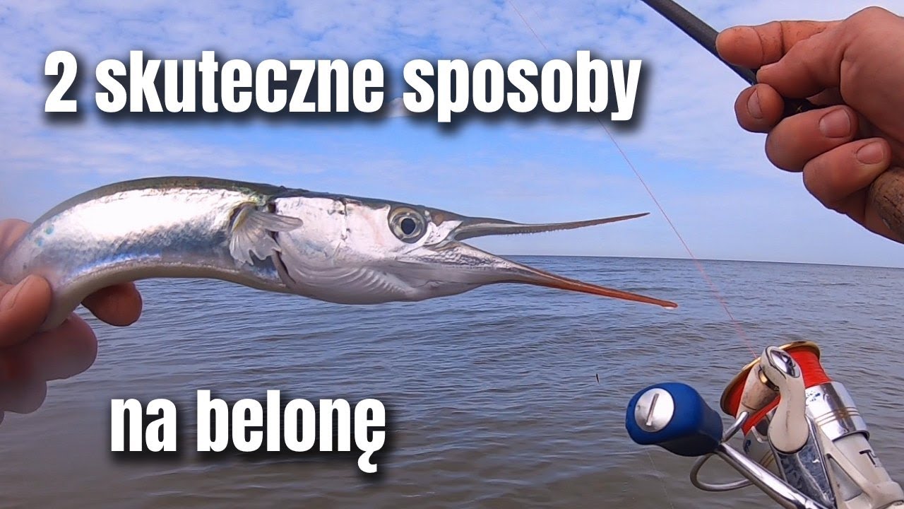 BELONA 2021 | 2 SKUTECZNE SPOSOBY NA BELONY | Wędkarstwo morskie