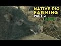 Native Pig Farming Part 2 : Native Pig Farming Practices | Agribusiness Philippines