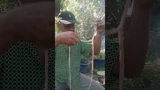 Langka Dan Unik #shorts #short #shortvideo #shortsvideo #shots #langka #unik #raha #muna