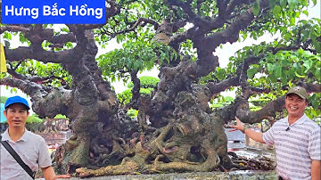 Chiêm ngưỡng mãn nhãn 4 tác phẩm của nhà vườn Hưng Bắc Hồng ở Đông Anh 