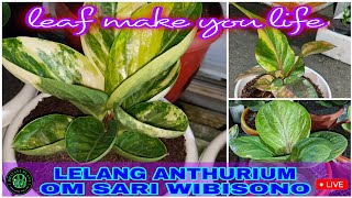 Download lagu Bhavana plant sedang live lelang anthurium dari om Sari Wibisono karanganyar #anthurium #jemani