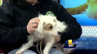 Detailed Jack Russel mix looking for good home Information