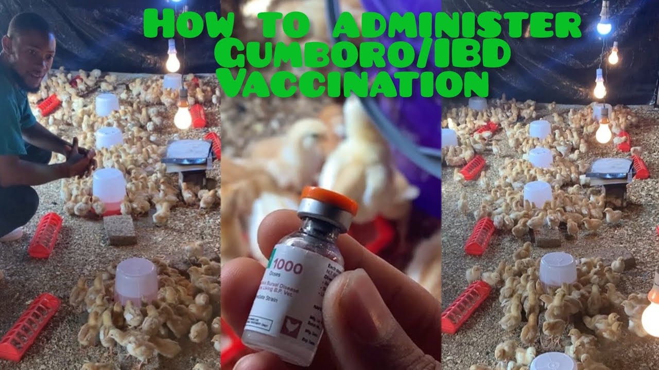 how-to-give-gumboro-vaccine-to-chicks-administer-gumboro-vaccination