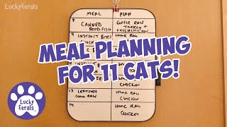 Meal Planning For 11 Cats - S7 E16 - Lucky Ferals - Life With 11 Cats by Lucky Ferals 1,362 views 3 months ago 6 minutes, 26 seconds