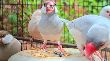 Java sparrow singing sound: java sparrows sing a sweet song outdoor so well. They like fresh air. 