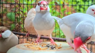 Famous Java sparrow singing sound: java sparrows sing a sweet song outdoor so well. They like fresh air.  Profile