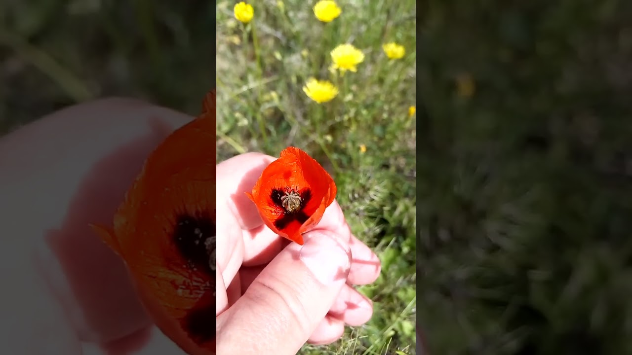 Interesting beautiful wild poppy Интересный красивый дикий мак на лугу in the meadow 草原の興味深い美しい野生のケシ