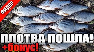 ЗДОРОВЕННАЯ ПЛОТВА))) Открытие фидера на Десне 2018. Рыбалка в 4K Ultra HD