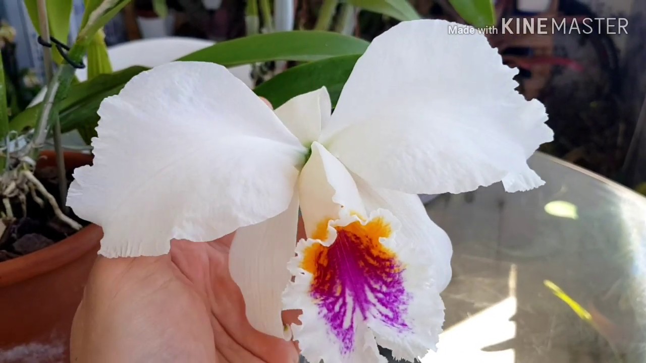 Cattleya mossiae semialba цветение