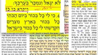 בכורות יג 13 שלישי כ״ה ניסן הדף היומי מסכת בכורות. שמואל נבון ירושלים