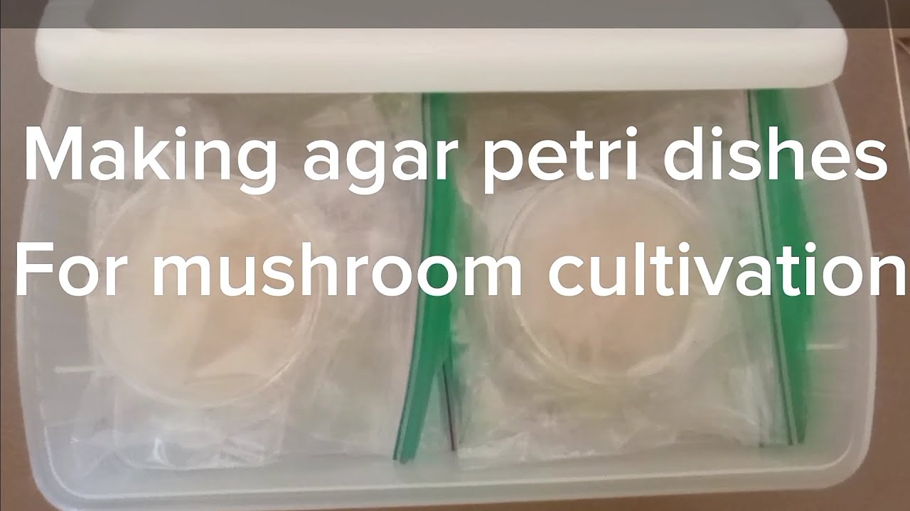 how I make agar petri dishes to grow ANY kind of mushroom. MEA YouTube