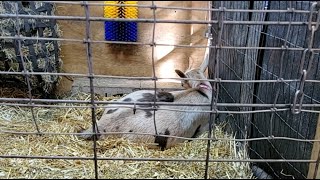 BABIES SOON!! 10/15/26 💚🐐🍀
