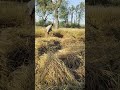 #love #funny #shortvideos #video #reels #live #viral #youtubeshorts #viralvideo #public#reelscreator