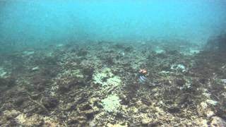trigger fish attack.mov
