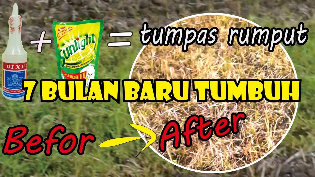 Basmi Rumput Dengan Bahan Cuka & Sunlight Hasilnya Mantap - YouTube