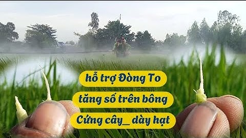 Hỗ trợ đòng to _ cứng cây, dày hạt | Nông Dân Miền Tây.