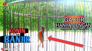KONIN GACOR HASIL DARI RAWATAN SEDERHANA