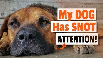 My DOG Has SNOT 🐶💦Why and what to do?