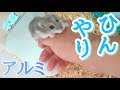 アルミプレートと簡易クーラーで夏の乗り切ろう！　How to make hamster comfortable in summer.