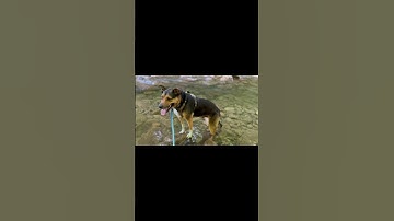 Full video out Sunday! #abba #dog #hiking #wildernesswanderer #outdooractivities #truckcamping