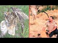 Owl Stuck In Barbed Wire Gets Help And Flies Away