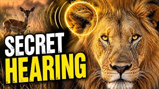 How Do Lions Hear Prey Before They Even See It | The Secret Behind a Lion's Incredible Hearing