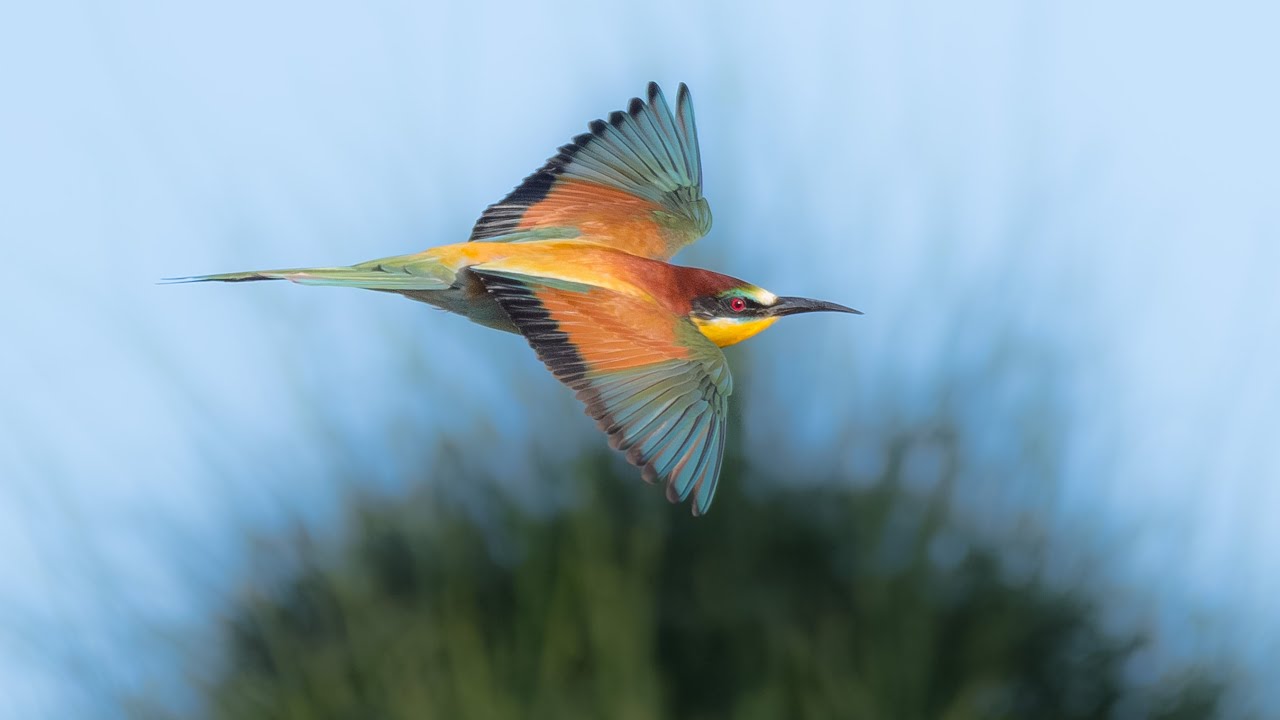 European Bee Eaters Of Cyprus Migration Facts Sound Call Merops european-bee-eaters-of-cyprus-migration-facts-sound-call-merops